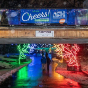 Cheers-Wild-Lights-8